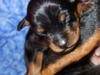 Valparna drygt 1 vecka