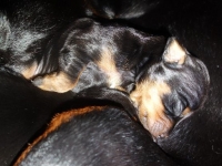 Valparna drygt 1 vecka