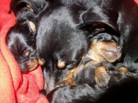 Valparna drygt 1 vecka