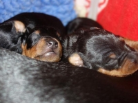 Valparna drygt 1 vecka