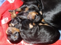 Valparna drygt 1 vecka