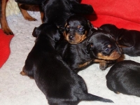 Valparna drygt 2 veckor