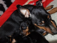 Valparna drygt 2 veckor