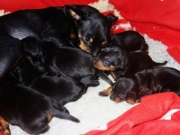 Valparna drygt 2 veckor