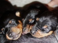 Valparna drygt 2 veckor