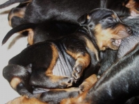 Valparna drygt 2 veckor