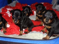 Valparna drygt 3 veckor