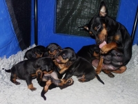 Valparna drygt 3 veckor