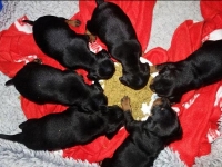 Valparna drygt 3 veckor