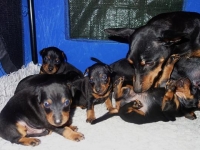 Valparna drygt 3 veckor