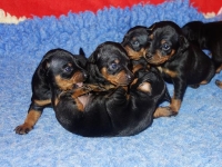 Valparna drygt 3 veckor