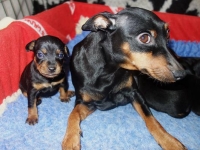 Valparna drygt 3 veckor