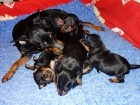 Valparna drygt 3 veckor