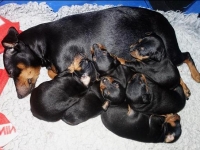 Valparna drygt 3 veckor