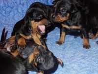 Valparna drygt 3 veckor