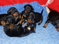 Valparna drygt 3 veckor