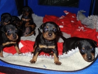 Valparna drygt 3 veckor