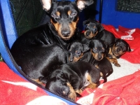 Valparna drygt 4 veckor