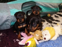 Valparna drygt 4 veckor