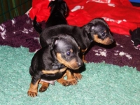 Valparna drygt 4 veckor