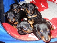 Valparna drygt 4 veckor