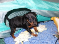 Valparna drygt 4 veckor