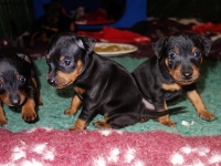 Valparna drygt 4 veckor