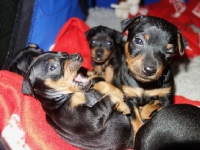 Valparna drygt 4 veckor