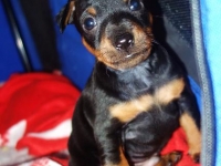 Valparna drygt 4 veckor