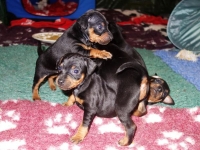 Valparna drygt 4 veckor