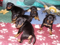 Valparna drygt 4 veckor