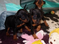 Valparna drygt 4 veckor