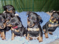 Valparna drygt 5 veckor