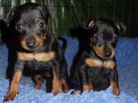 Valparna drygt 5 veckor