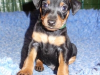 Valparna drygt 5 veckor