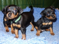 Valparna drygt 5 veckor