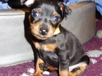 Valparna drygt 5 veckor