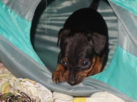 Valparna drygt 5 veckor