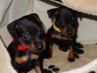 Valparna drygt 5 veckor