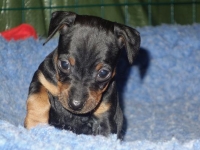 Valparna drygt 5 veckor