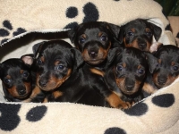 Valparna drygt 5 veckor 