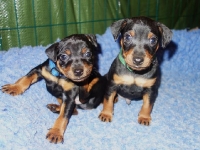 Valparna drygt 5 veckor 