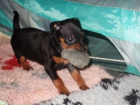 Valparna drygt 5 veckor 