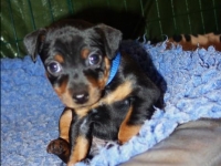 Valparna drygt 5 veckor 