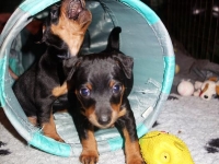 Valparna drygt 5 veckor 