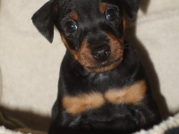 Valparna drygt 5 veckor 