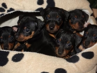 Valparna drygt 5 veckor 