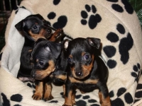 Valparna drygt 5 veckor 