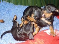 Valparna drygt 5 veckor 