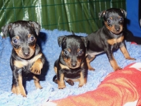 Valparna drygt 5 veckor 